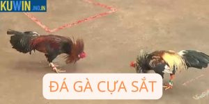 Đá gà cựa sắt