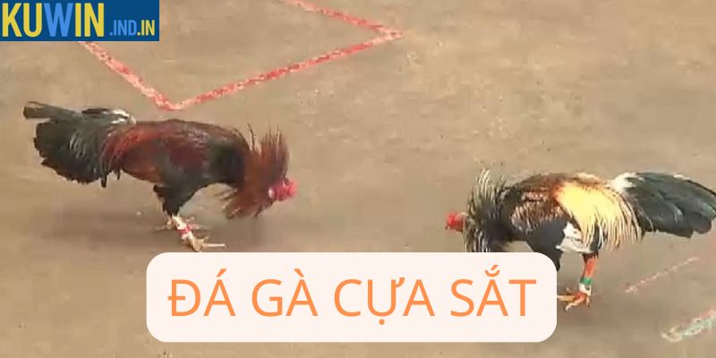 Đá gà cựa sắt